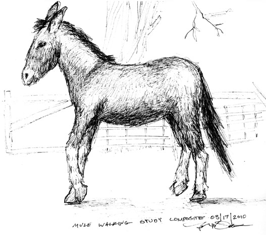 Walking Mule Sketch | To New Waves