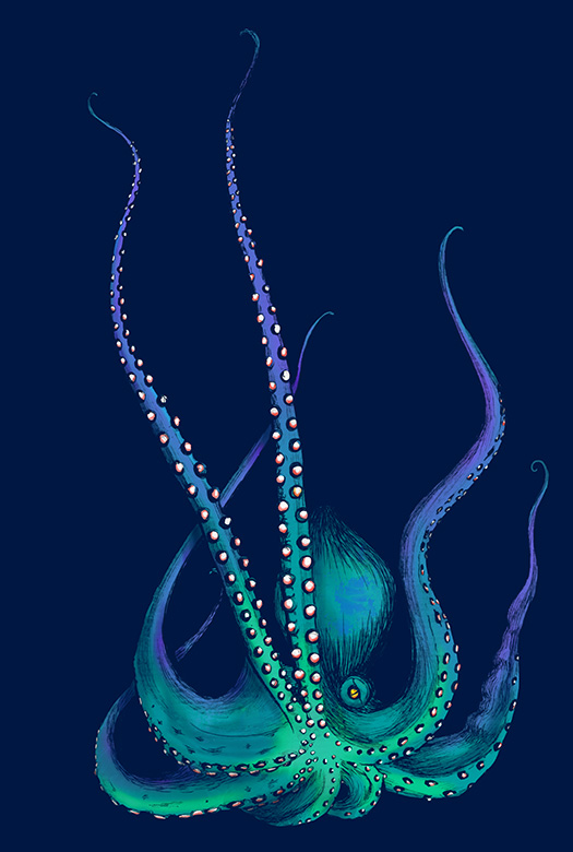 Cephalopod in the mood of blue.