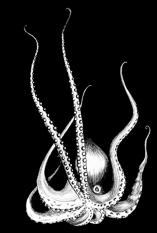 Cephalopod in the mood of noir.