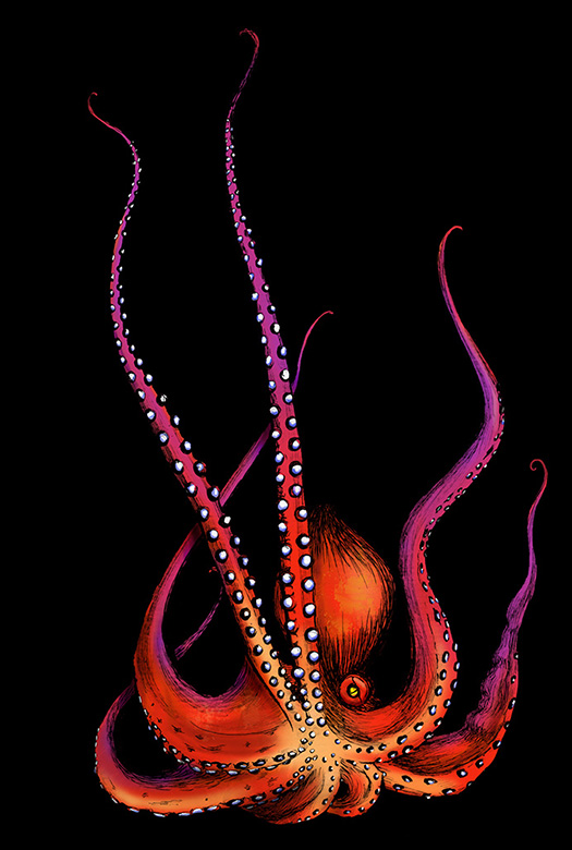 Cephalopod in the mood of red.