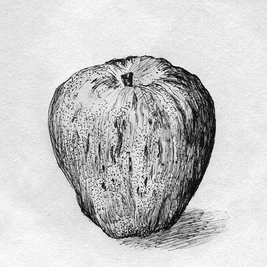 Gravenstein Apple ink drawing.